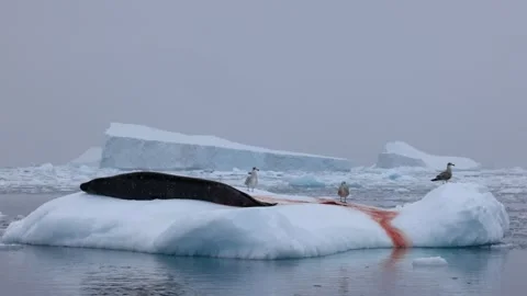 Icy Antarctic Scene With leopard Seal and Seabirds on poop-Stained Iceberg Video stock 345163813