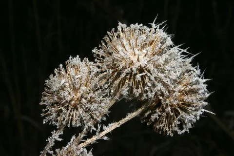 Icy barnacles Stock Photos
