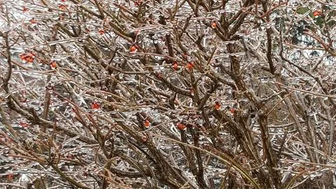 Icy Berries 库存照片