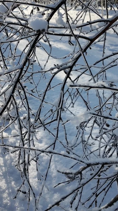 Icy Birch Branches Bent Under Ice Weight In Winter Park Video stock 329173742