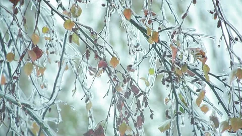 Icy birch branches with leaves during a cold snap Stock Footage 96190821