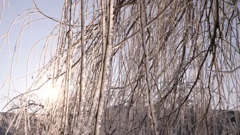 Icy birch branches shine in the rays of the winter sun and sway in the frosty Stock Footage 136668904