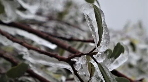 Icy Branch 2 Stockfoto's