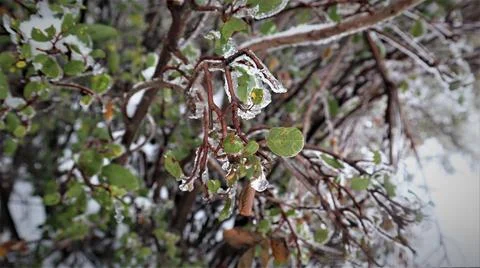 Icy Branch 3 Stockfoto's