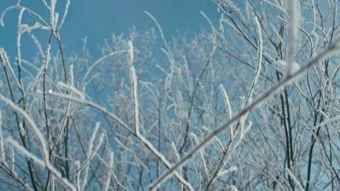 Icy branch of tree Stock Footage 102148775