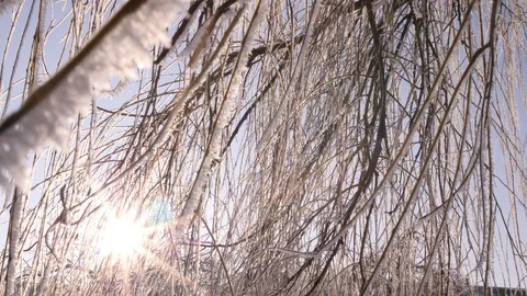 Icy branches and birch tree trunk are shining in the rays of the winter sun and Stock Footage 120042530