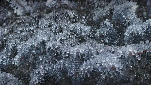 Icy branches of a coniferous tree after rain in December. Beauty and grande.. Stock Photos