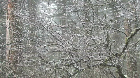 Icy Branches 스톡 동영상 301458