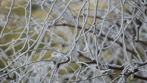 Icy branches Stock Footage 170727350
