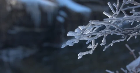 Icy Branches Hanging over a Cold River in the Winter Stock Footage 100688070