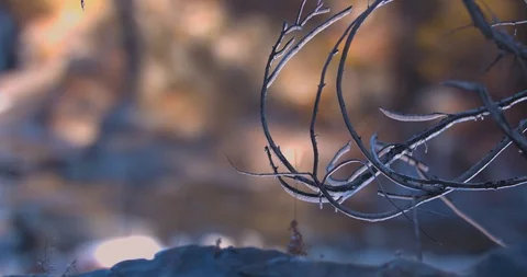 Icy Branches Hanging over a Cold River in the Winter Stock Footage 100689852