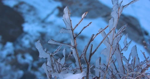 Icy Branches Hanging over a Cold River in the Winter Stock Footage 100787374