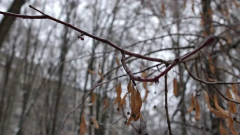 Icy branches of a linden tree. Drops of rain or sleet freeze on tree branches Stock Footage 222009076
