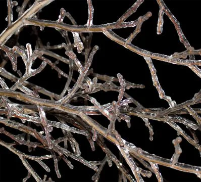 Icy branches Stock Photos