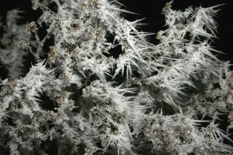 Icy branches 스톡 사진