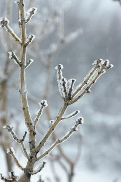 Icy Branches Stock Photos