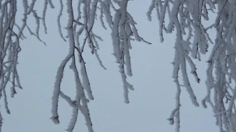 Icy branches in the wind Stock Footage 45542970