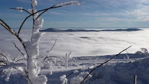 Icy bush in the Wind in the Mountains Video stock 296248661