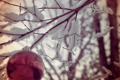 Icy Christmas Stock Photos