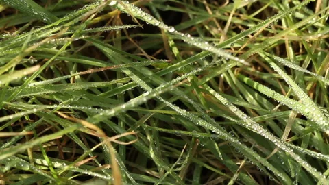 Icy Dew drops on grass blades Video stock 148486381