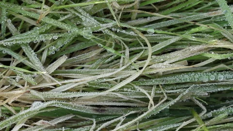 Icy Dew Drops on grass blades pan Stock Footage 148486747