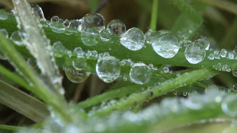 Icy dew drops on grass blades macro close up Stock Footage 148486780