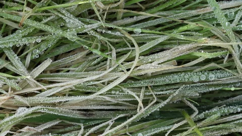 Icy Dew Drops on grass blades 2 Stock Footage 148486995