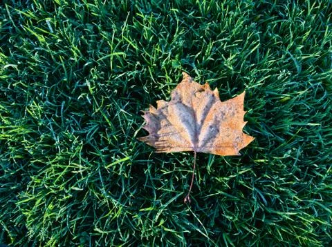 Icy elm leaf Foto stock