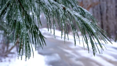 An icy evergreen tree branch flows gently in the breeze Stock-Footage 263078668