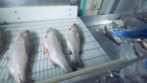 Icy fish is getting put onto the conveyor belt Video stock 104296924
