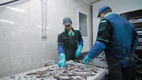 Icy fish is getting put onto the conveyor belt at modern fish factory Vídeo Stock 125829285
