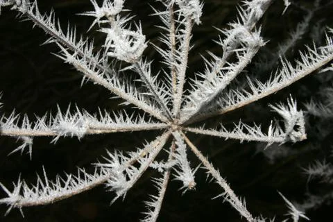 Icy flower Stock Photos