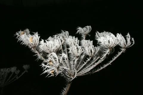 Icy flower Stock Photos