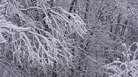 Icy Forest Covered in Fresh Snow and Mist. Version 2 Stock Footage 299856476