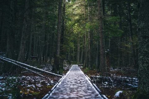Icy forest path. Stock Photos