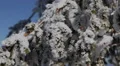 Icy Frozen Fir Tree Branch Closeup Detail Ice Twig Frosted Sprig Frost Snow Day HD Footage