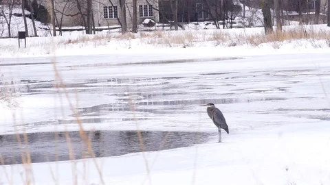 Icy Heron on pond Stock Footage