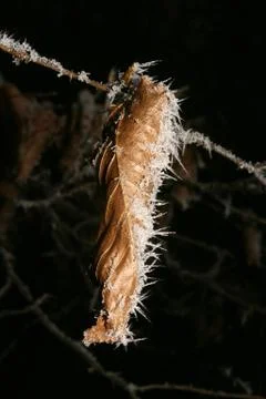 Icy leaf Stock Photos