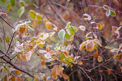 Icy leaves 스톡 사진