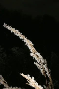 Icy panicle Stock Photos