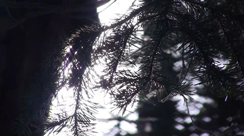 Icy Pine Branch Stock Footage 56855599