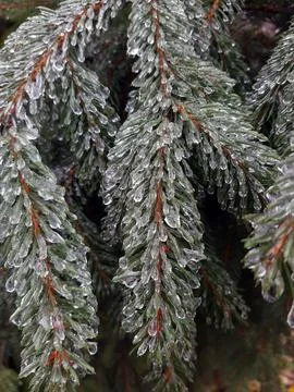 Icy pine branches close-up Stock Photos