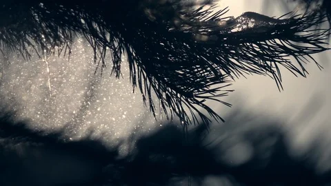 Icy pine branches, icicles, low sun in frame in snowstorm in slow motion Stock Footage 86428979