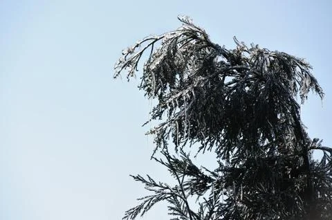 Icy pine tree branch Foto stock
