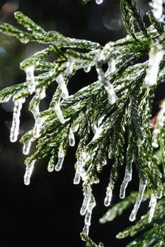 Icy pine tree branch Stock Photos