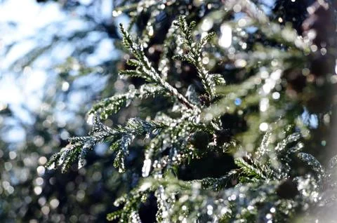 Icy pine tree branch Stock Photos