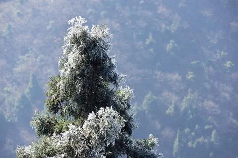Icy pine tree branch Stock Photos