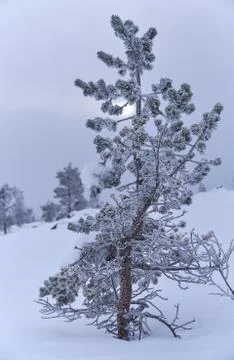 Icy pine tree Stock Photos