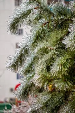Icy pine tree in winte Foto stock