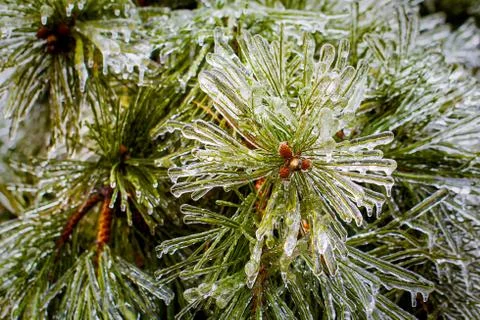 Icy pine tree in winte Stock Photos